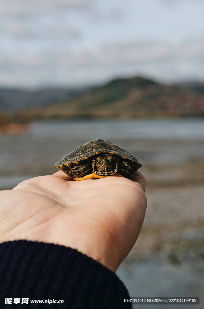 掌心的小海龟