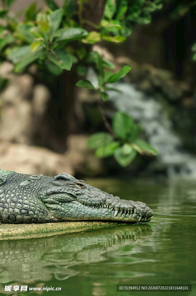 水中的鳄鱼