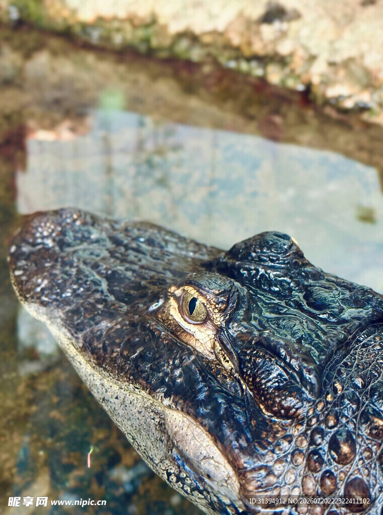 鳄鱼特写凝视中的冷血猎手