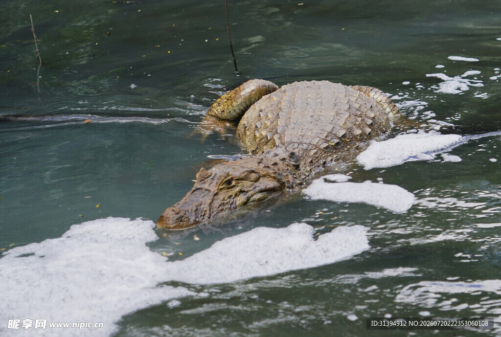 鳄鱼水中捕食猎物