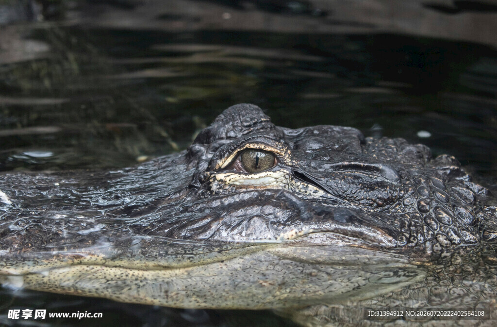 水中鳄鱼特写