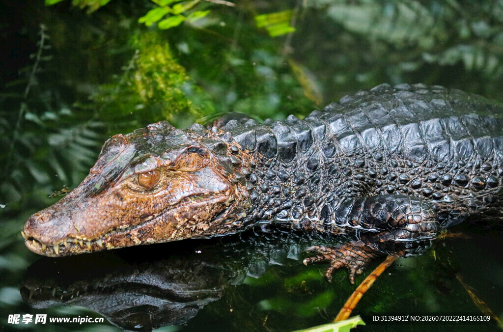 水中鳄鱼特写