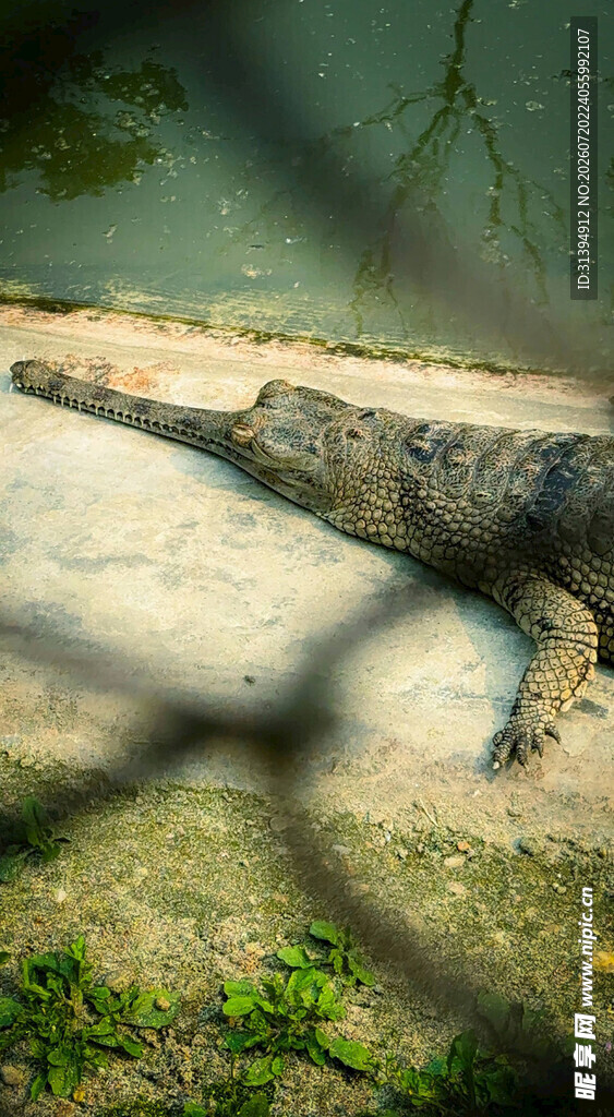 围栏后的鳄鱼