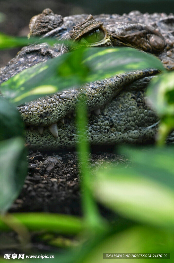 隐匿于绿植间的鳄鱼