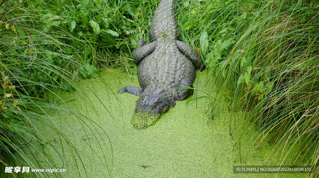 水中鳄鱼藏身于绿植间