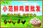 鲜鸡蛋批发