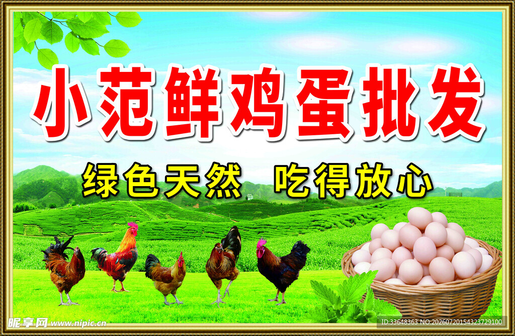 鲜鸡蛋批发