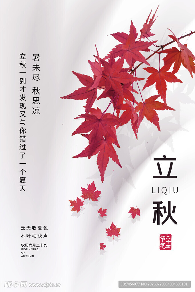 立秋时节枫叶飘落景象