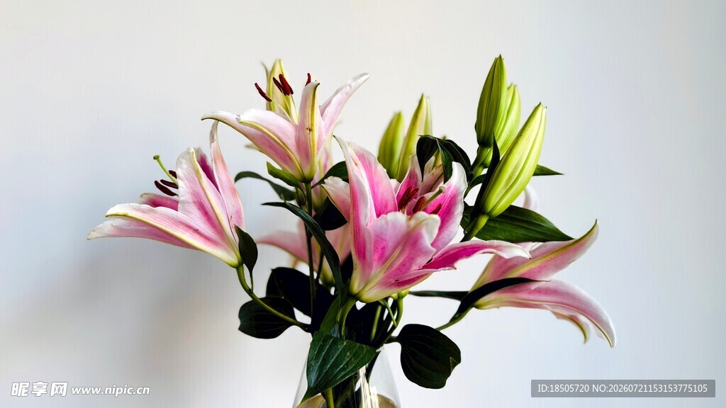粉色百合花束清新绽放
