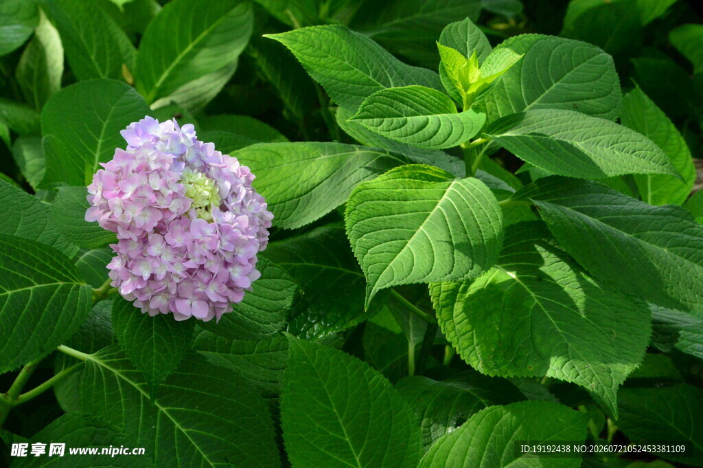 绣球花 