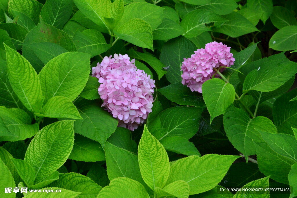 绣球花 