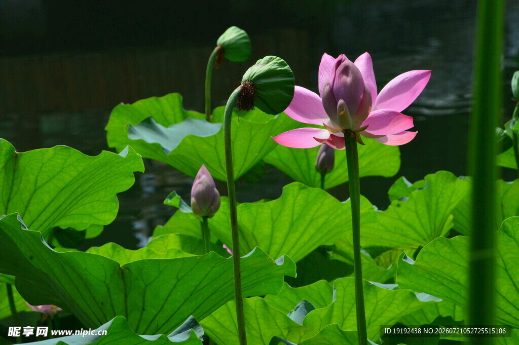 荷花荷叶  