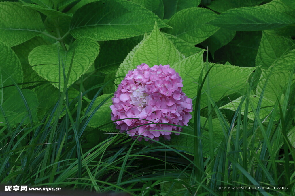 绣球花 