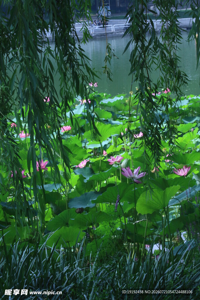 荷花荷叶  