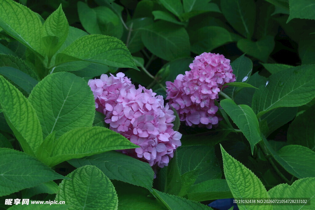 绣球花  