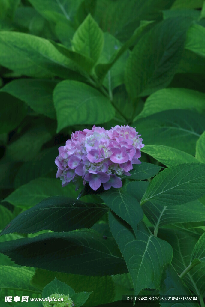 绣球花 