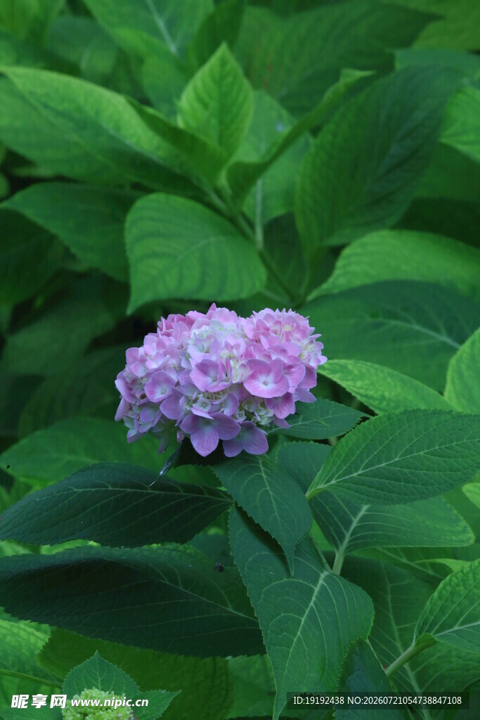 绣球花  