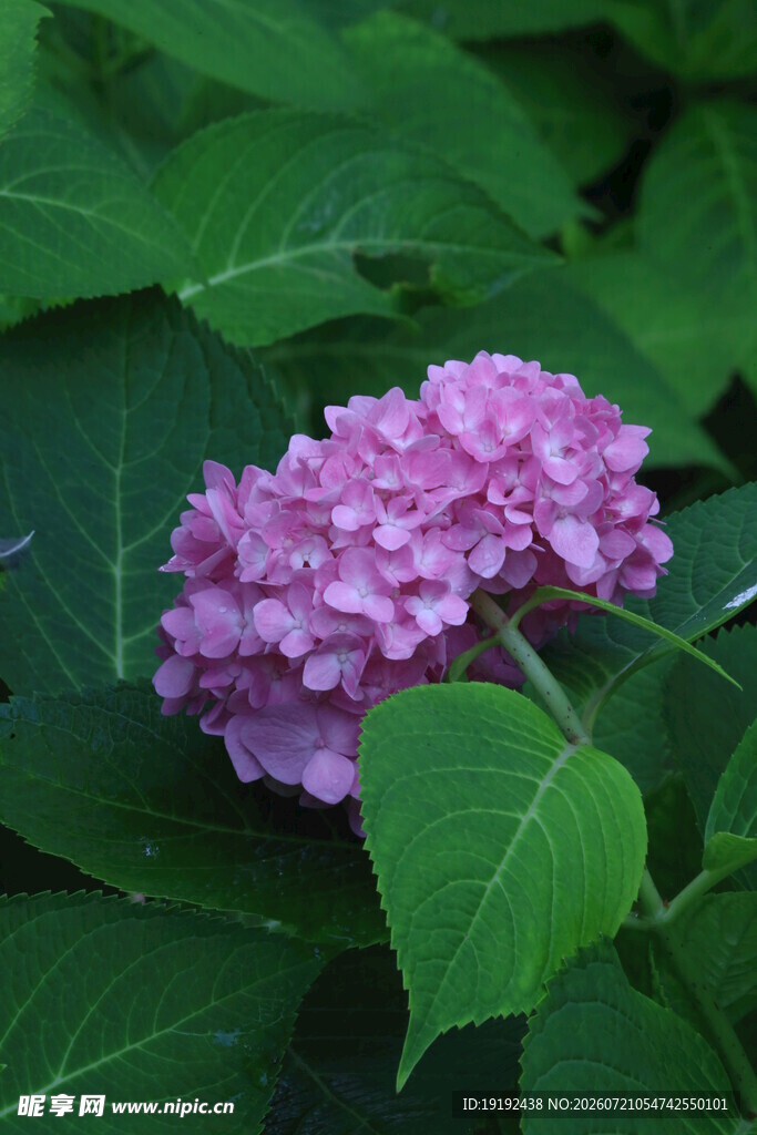 绣球花 