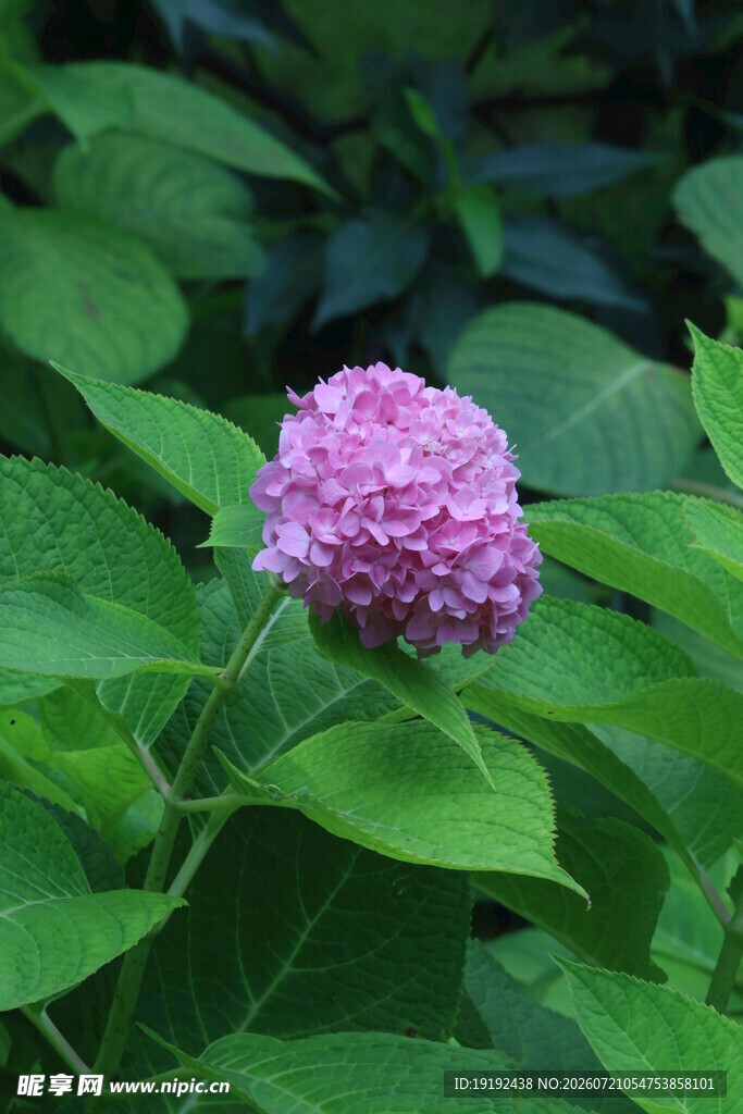 绣球花  