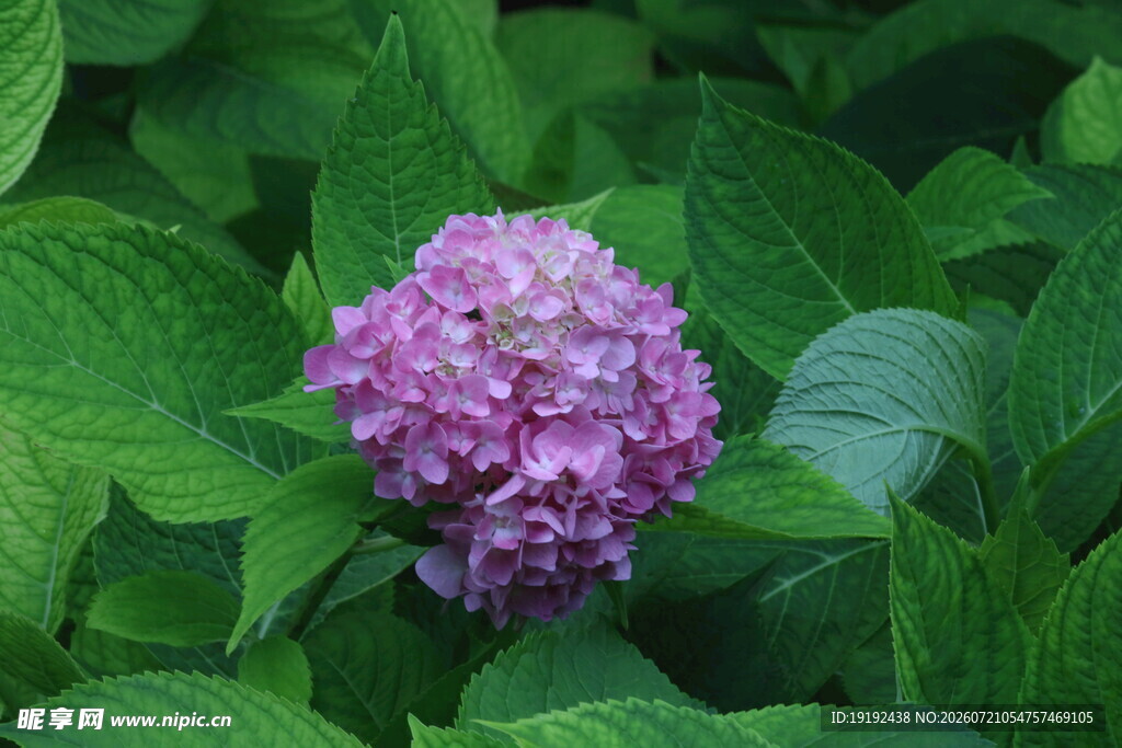 绣球花  