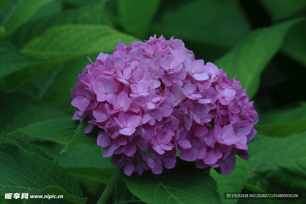 绣球花 