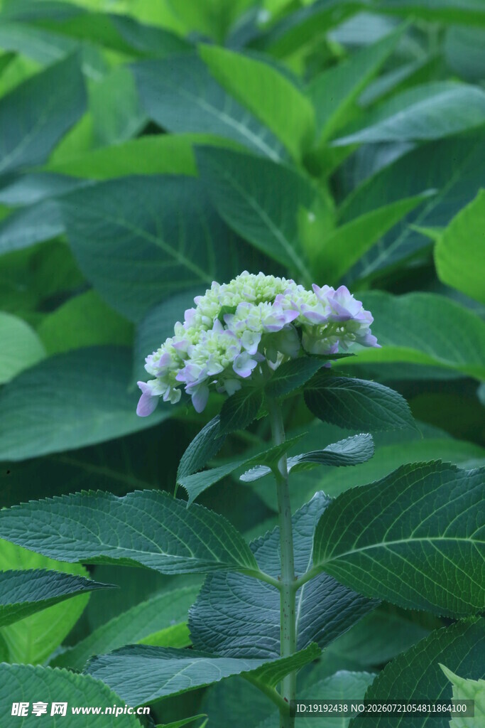 绣球花 