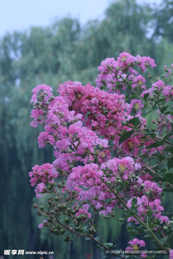 紫薇花 