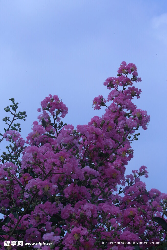 紫薇花 