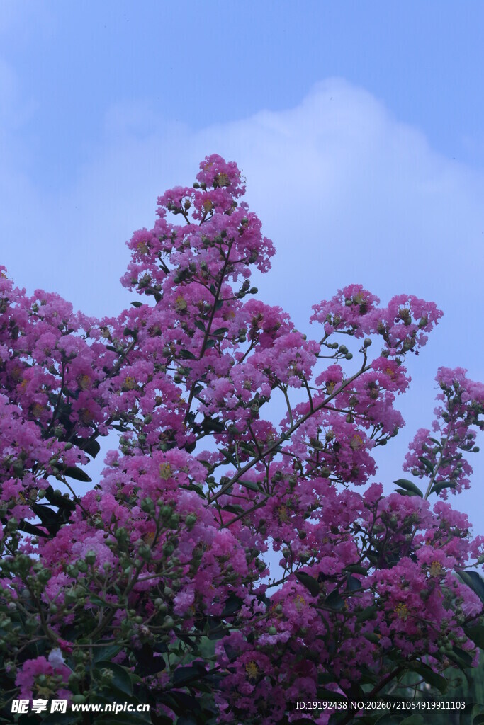 紫薇花 