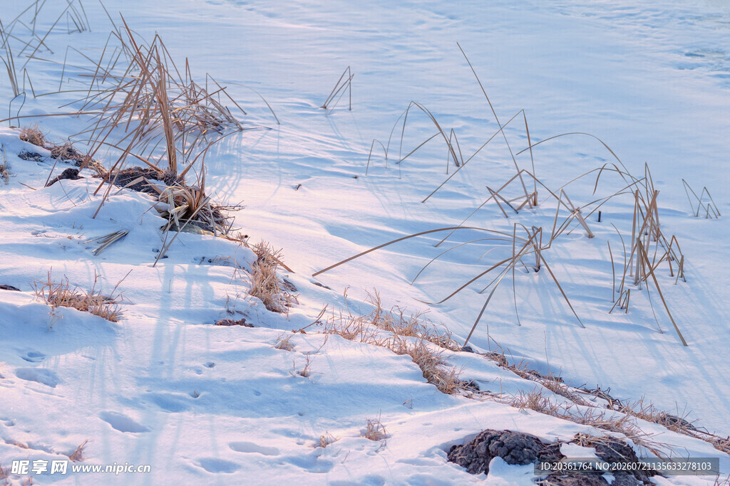 雪地中的枯草与残枝