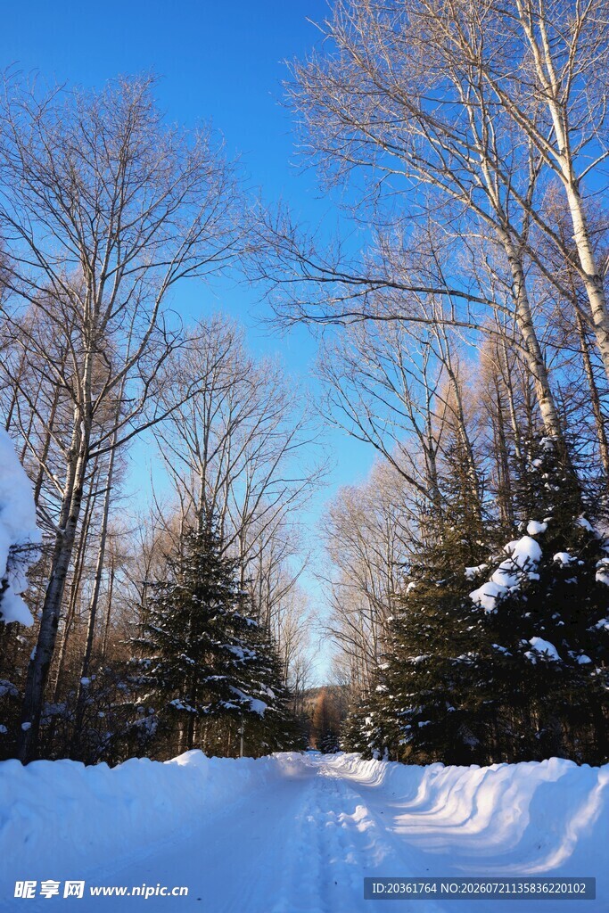 冬日雪林美景