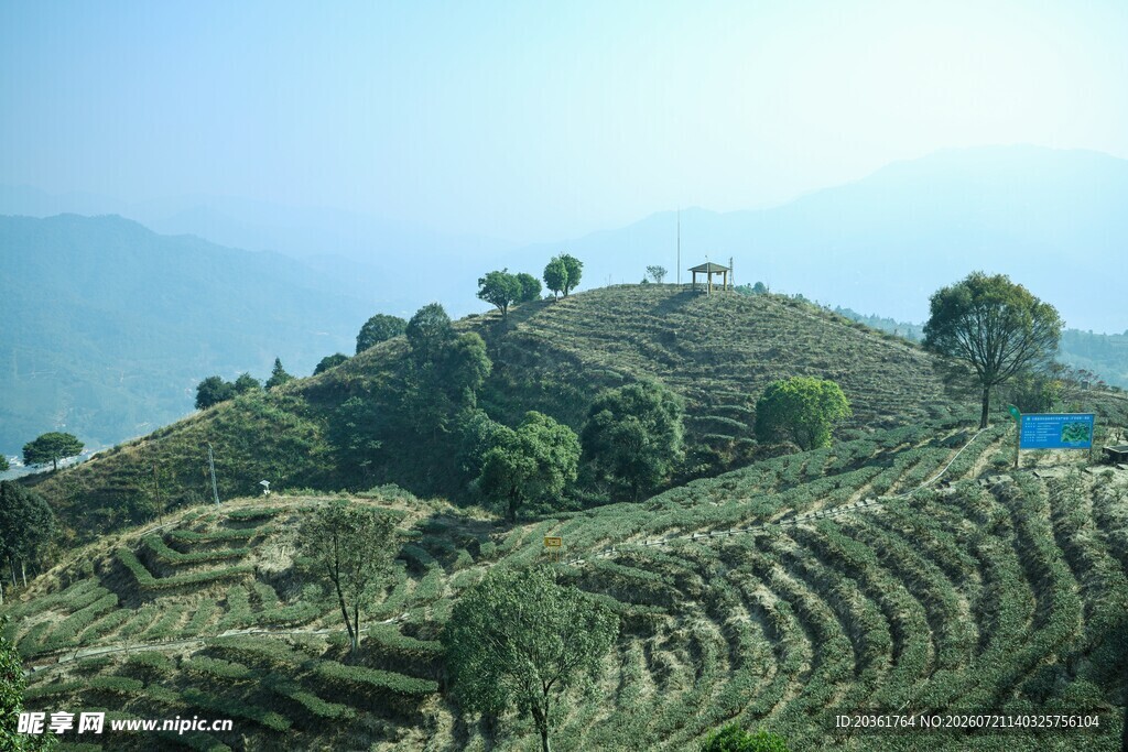 山间梯田茶园风光