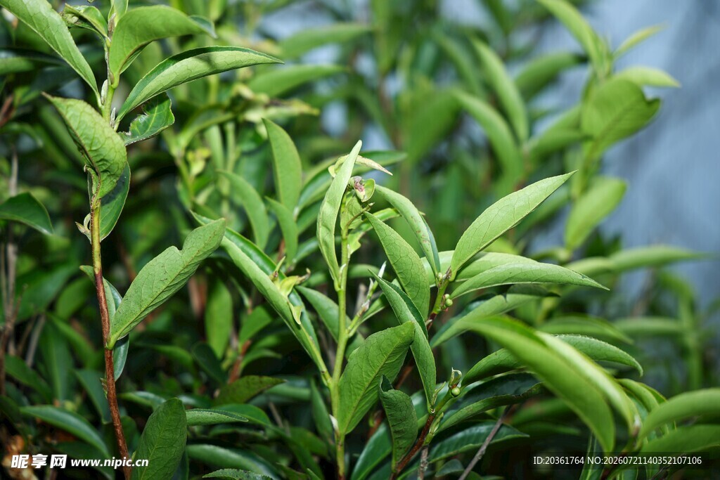 嫩绿茶叶特写