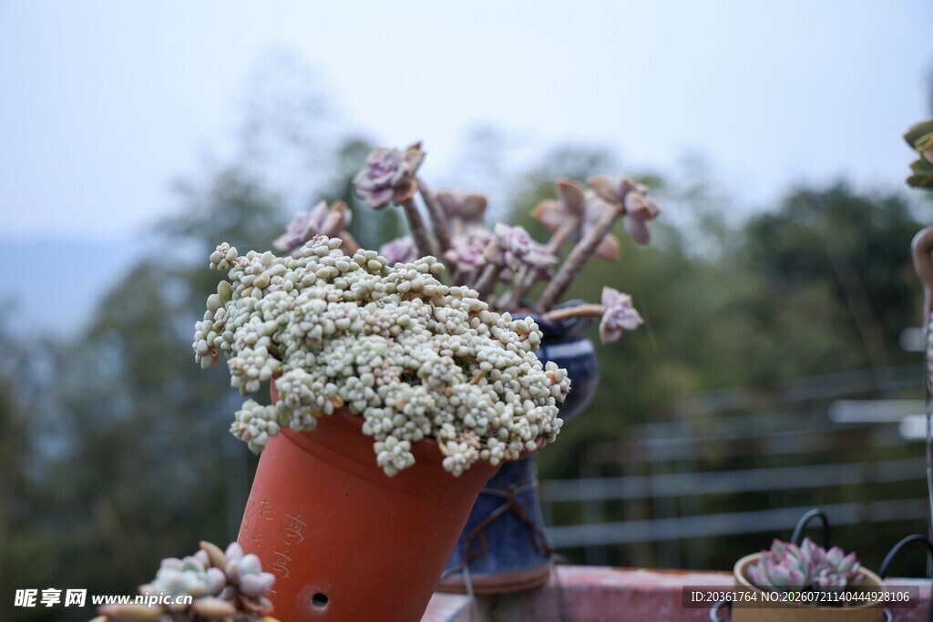 花瓶中的美丽花卉组合