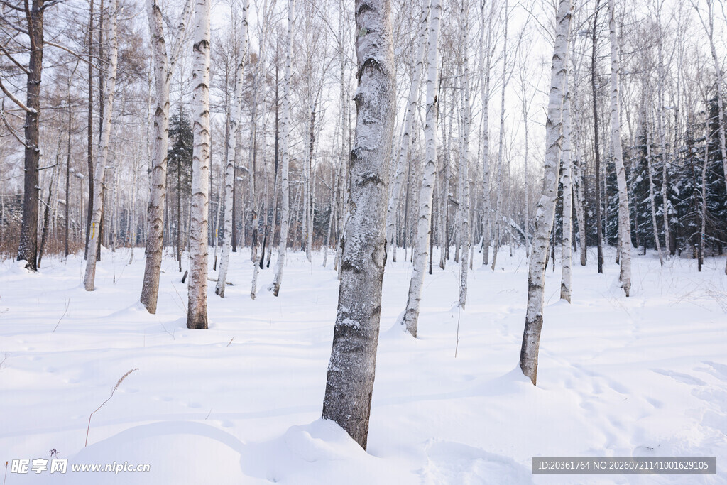 冬日白桦林雪景