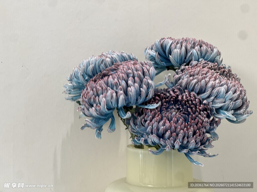 蓝紫色菊花插于白色花瓶