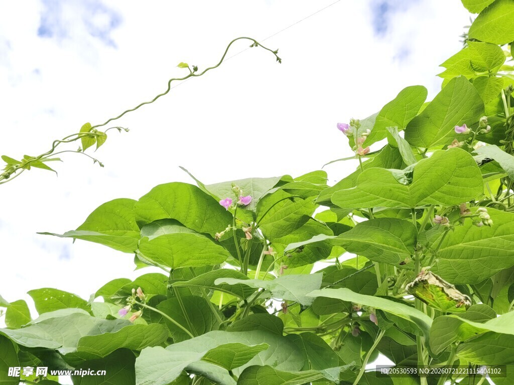 翠绿藤蔓植物生机勃勃