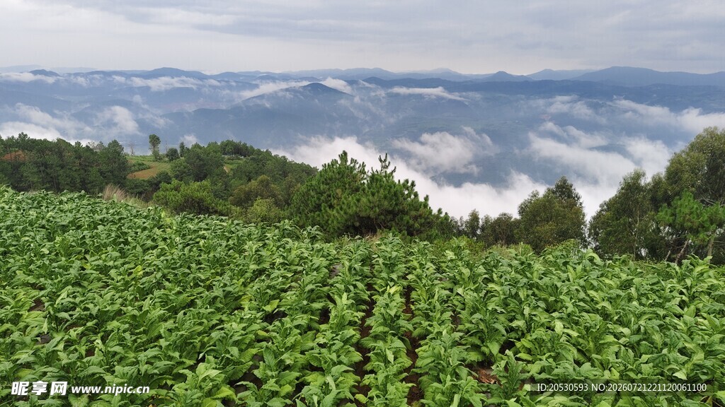 绿野云海间的自然美景