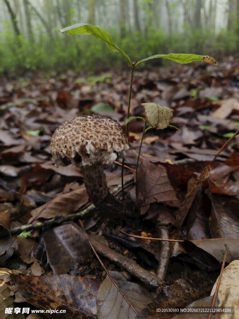林间枯叶中的蘑菇