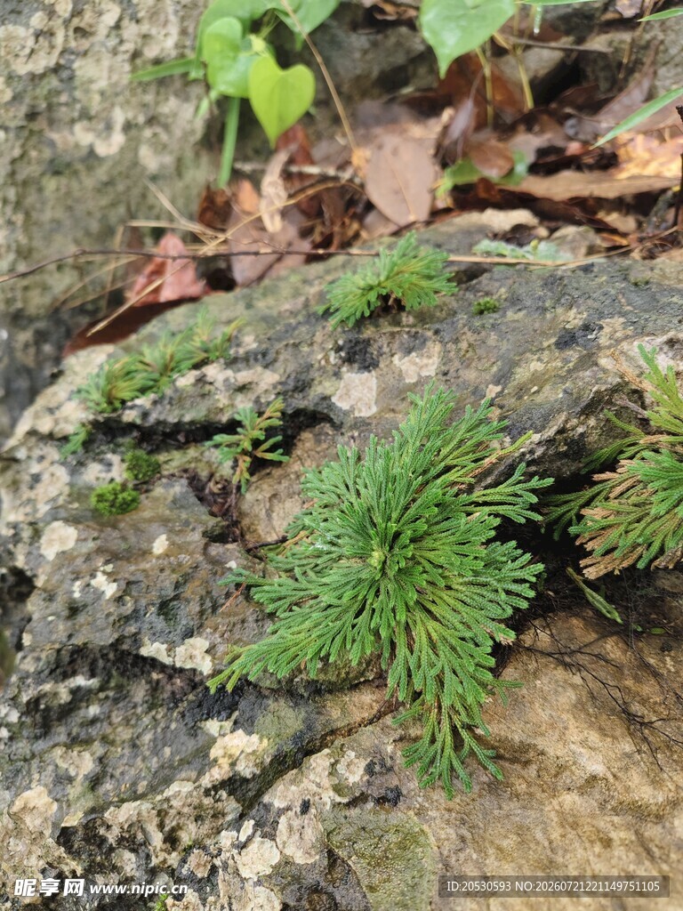 岩石上的翠绿苔藓植物
