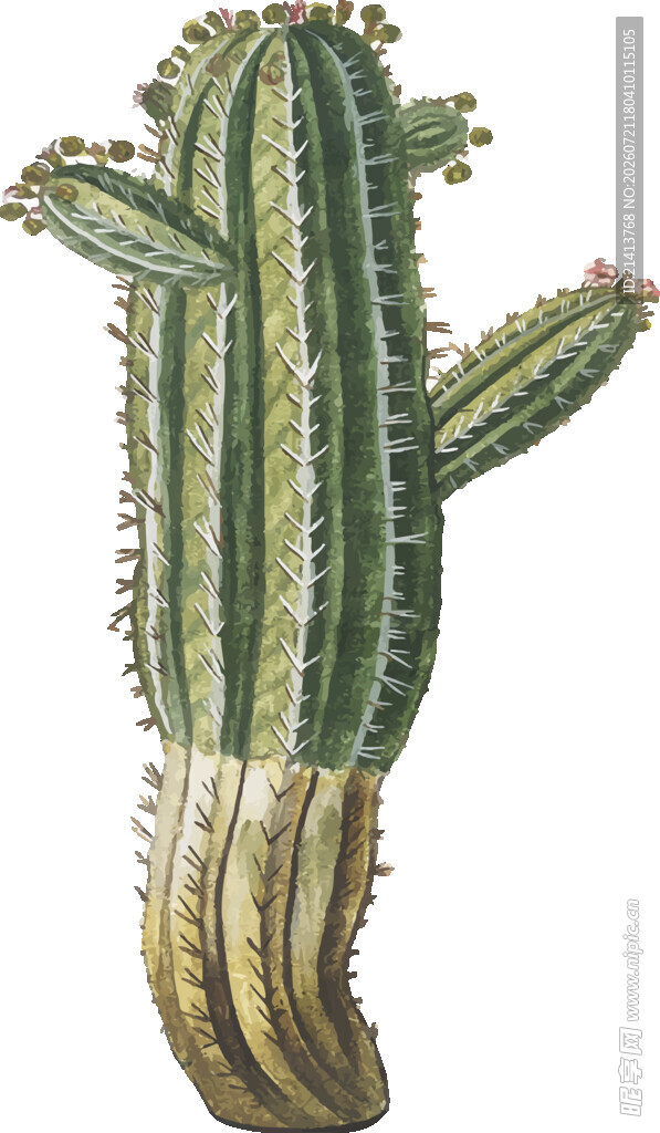 复古风仙人掌插画