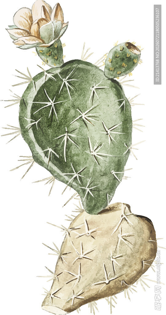 手绘仙人掌植物插画