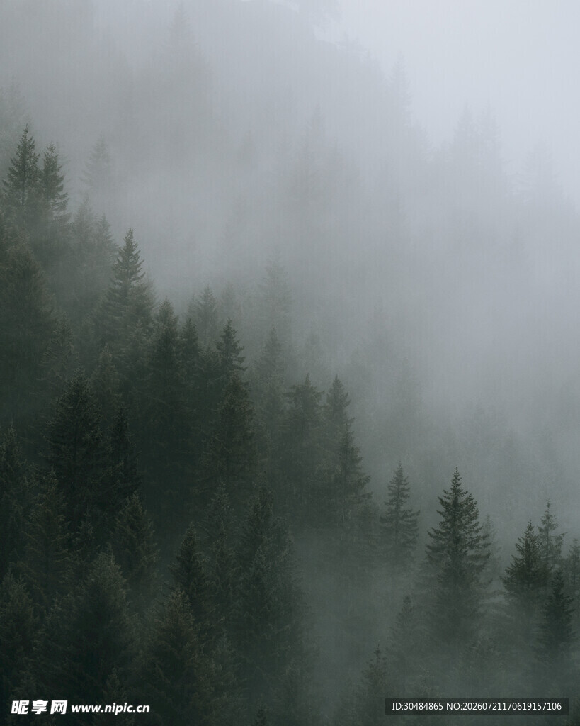 雾中森林景观