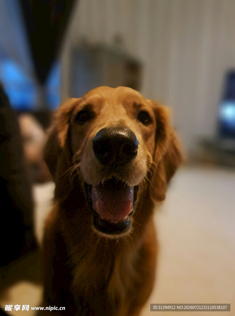 可爱金毛犬张嘴露笑