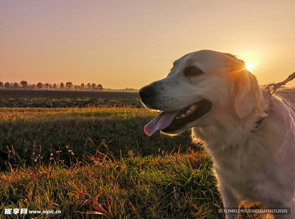 夕阳下的金毛犬