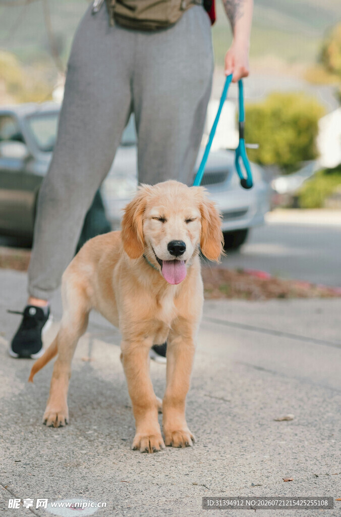 女子牵金毛犬户外漫步