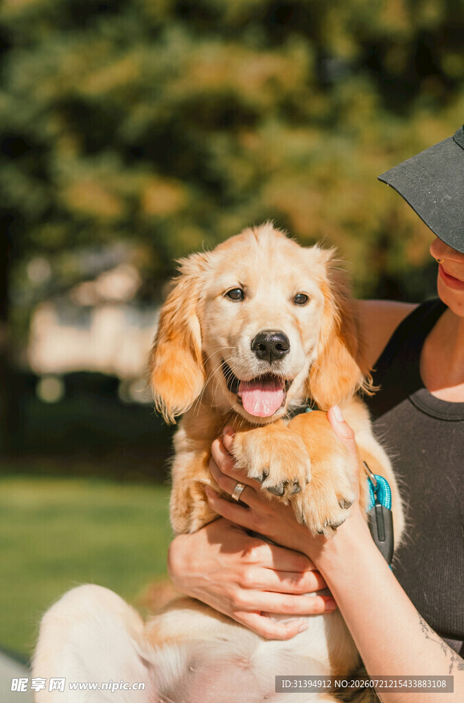 男子怀抱可爱金毛犬