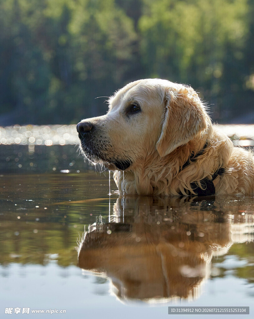 水中的金毛犬