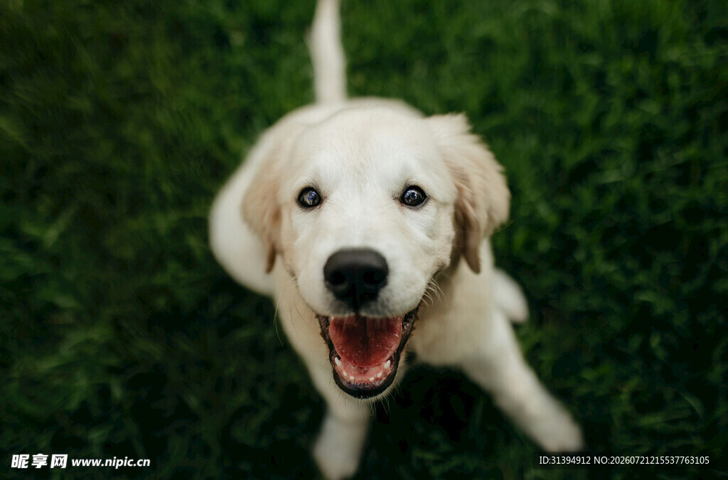 仰头微笑的可爱金毛犬