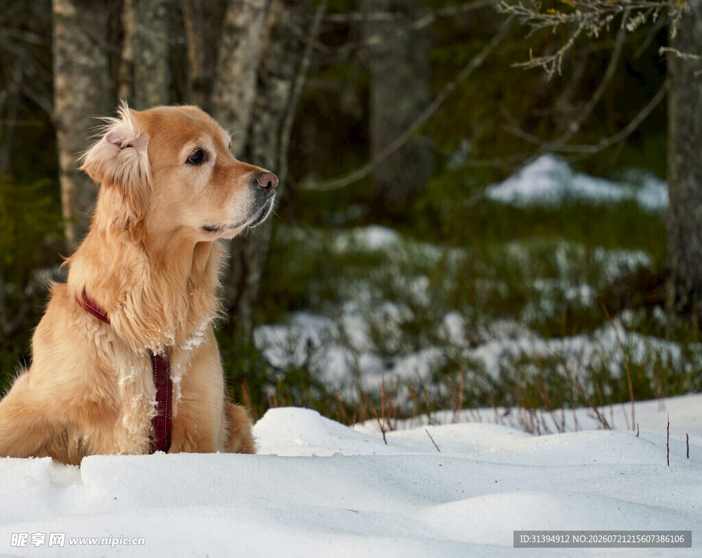 雪地中静坐的金毛犬